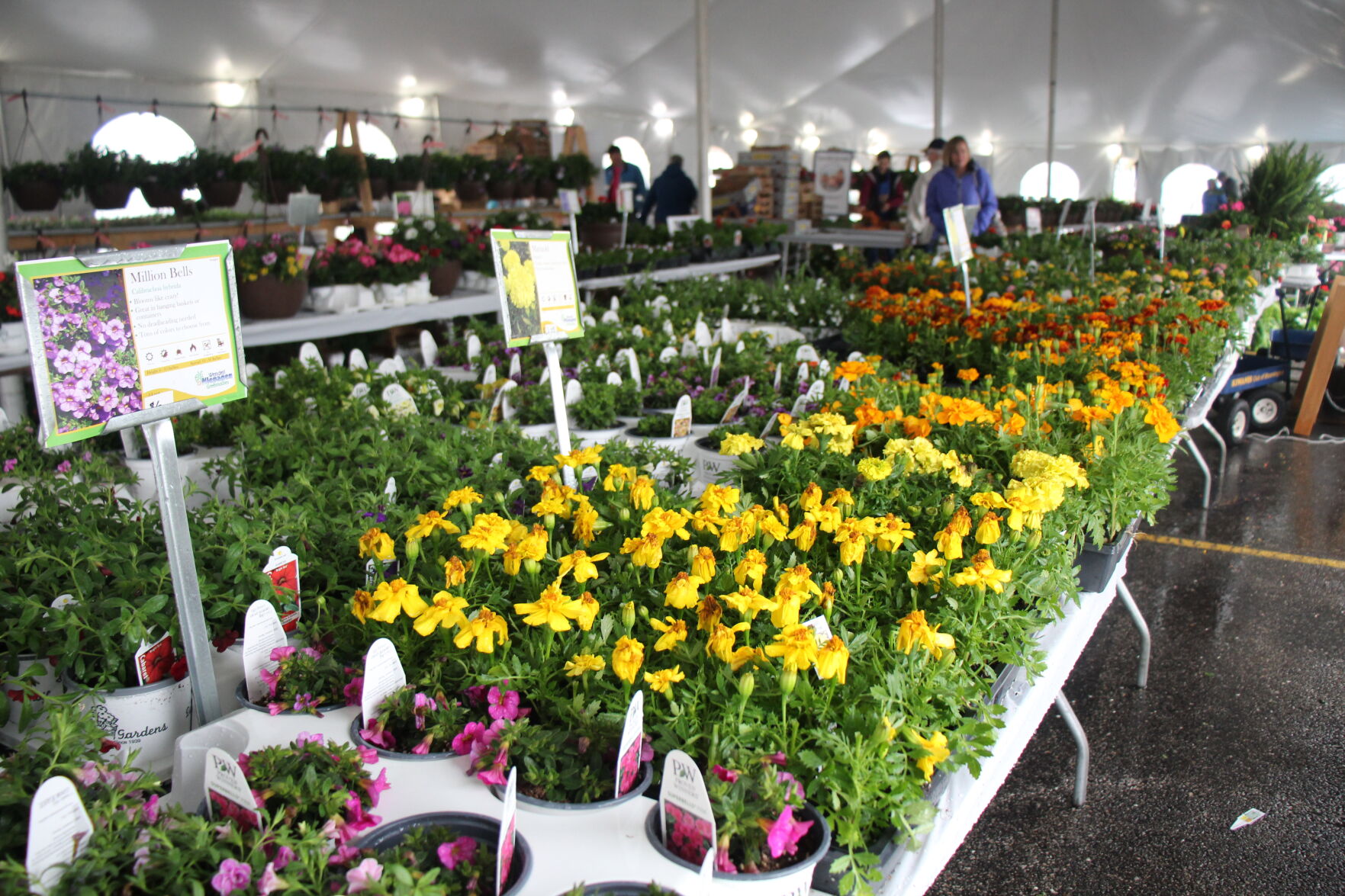 Merry marigolds